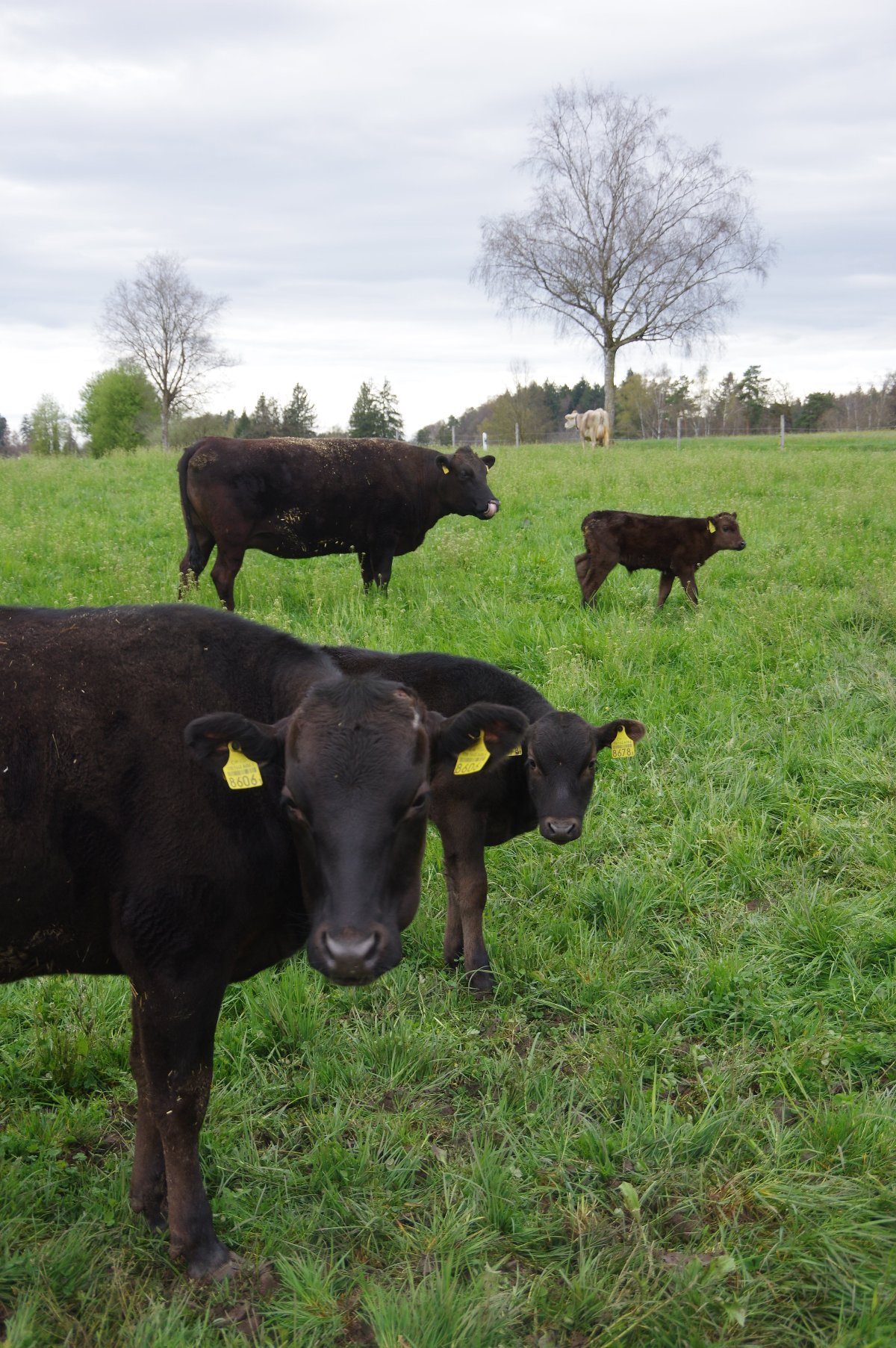 Wagyu Rinder auf dem Hof Hinwil