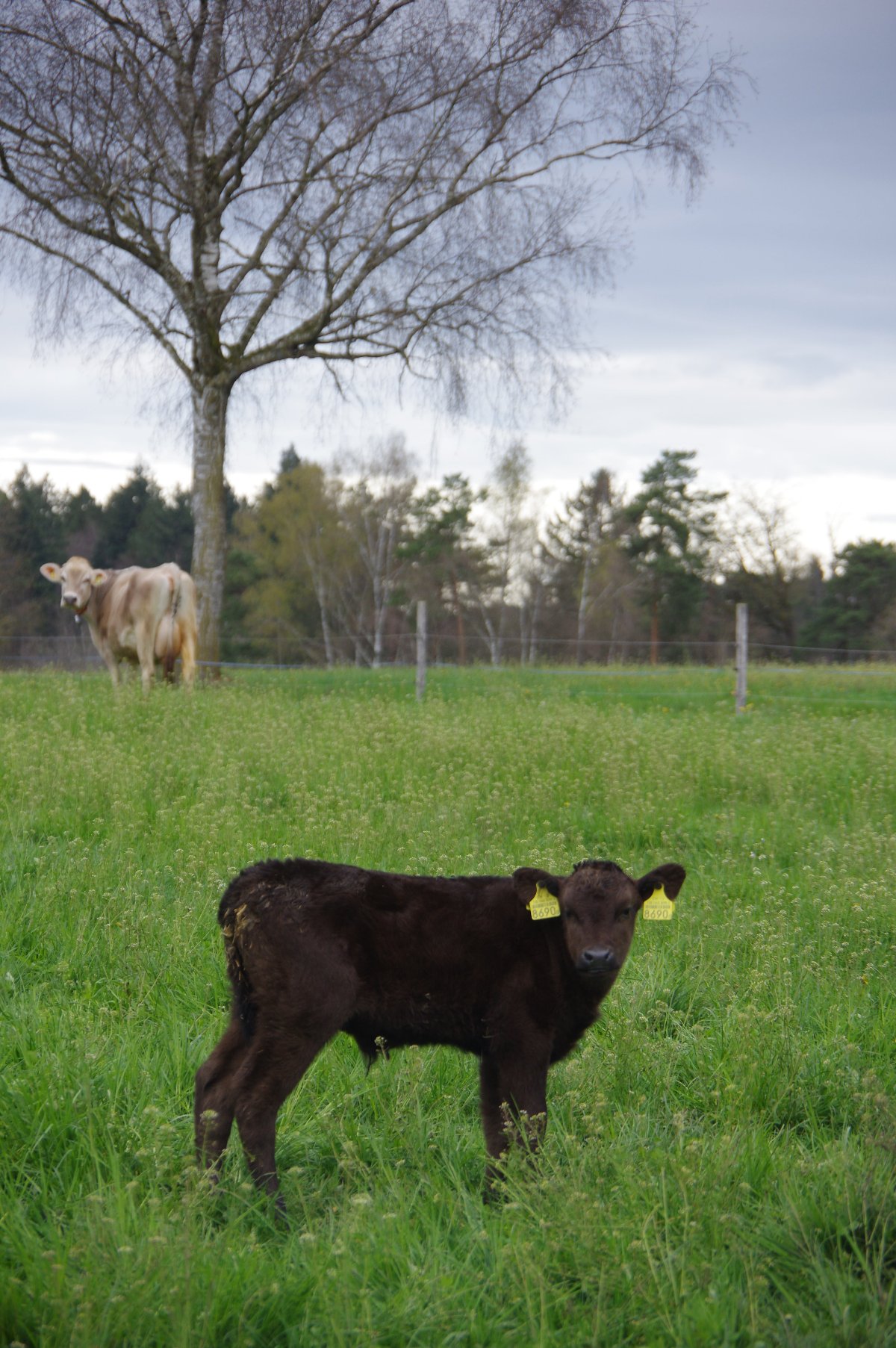 Wagyu Rinder auf dem Hof Hinwil