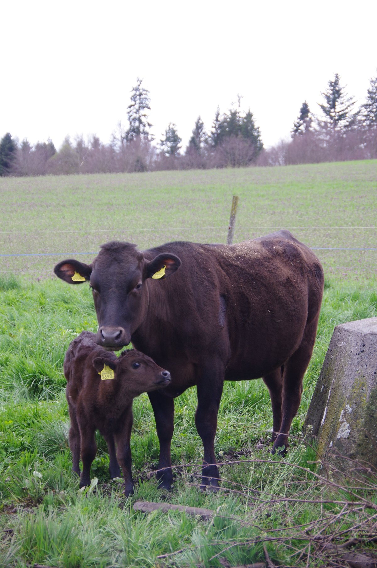 Wagyu Rinder auf dem Hof Hinwil